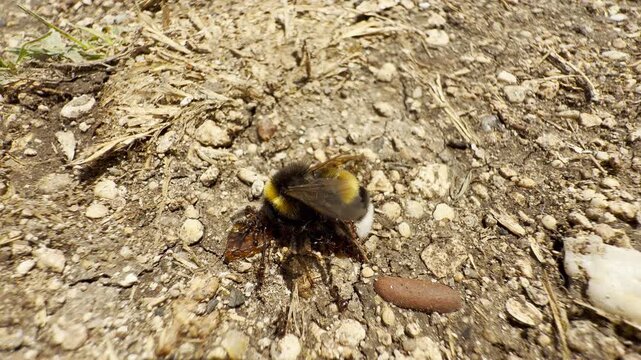 Tiny ants gather to feed on a dead bumblebee on dusty ground in Crimea. The busy insects swarm the fallen bee. The scene brings a sad, solemn feeling about the harsh cycle of nature.