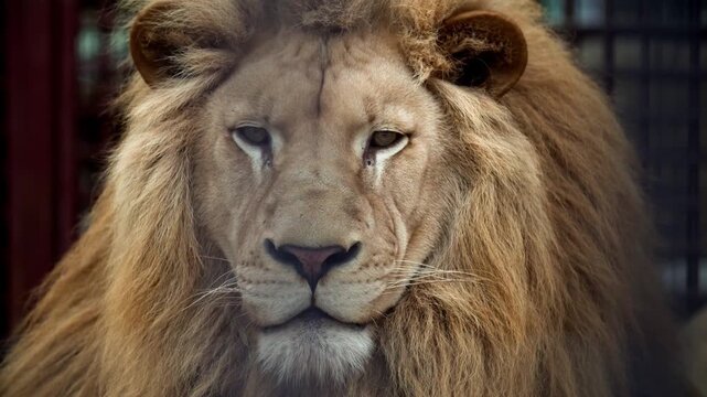 Majestic Male Lion Close Up Portrait with Eyes, Powerful King of Jungle Strength, Wildlife in Natural Habitat, 4K Safari Animal Photography. resting zoo. lioness face predator Cub. African savannah