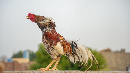 Proud rooster standing outdoors with its head tilted back in a rural setting © Ahmad Khan