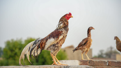 Portrait of a majestic rooster standing on a wall with hens in the background © Ahmad Khan