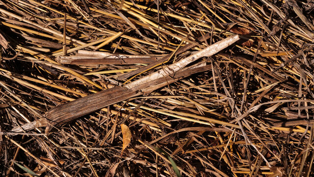 Dry golden straw and wooden reed mulch texture background on agricultural ground top view