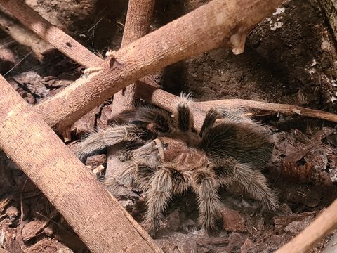 Brown hairy tarantula spider hiding under wooden branches in a terrarium