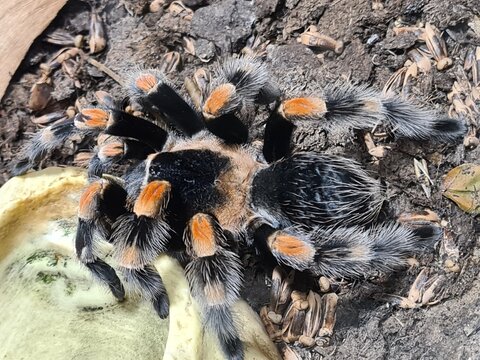 Mexican redknee tarantula spider close-up in a terrarium