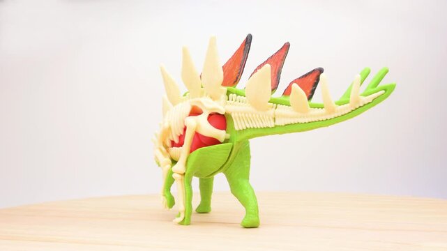 Half‑cutaway stegosaurus toy displaying exposed internal skeleton and organs alongside intact outer body rotating on light wooden table