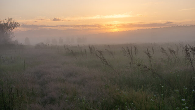 A misty field at dawn is illuminated by the soft, golden light of a rising sun breaking through distant clouds.