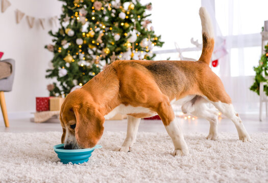 Beagle Eating From Bowl