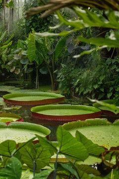 Giant Water Lillies, Kew Gardens, London