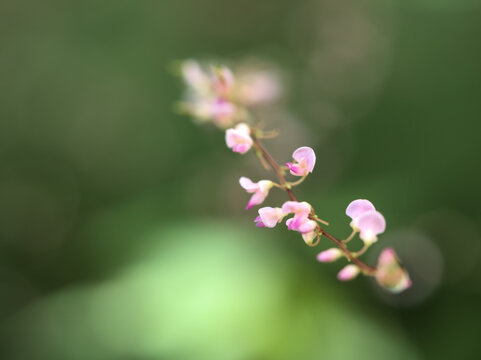 猛暑の8月に美しく咲いた小さいヌスビトハギの花