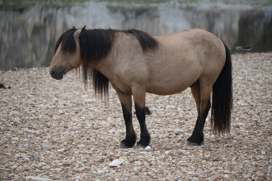 Yakut horses.