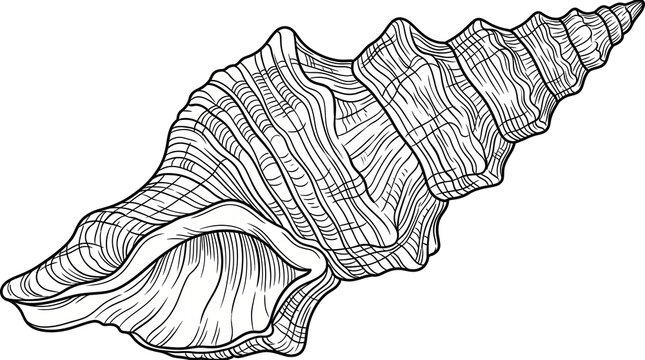 Intricate black and white conch seashell line art illustration on black background