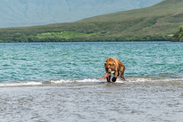 Ruling the landscape, brown bears of Kamchatka (Ursus arctos beringianus) © vaclav