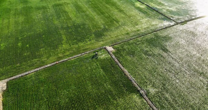 High angle aerial view of a farmer working in a neatly aligned green rice paddy