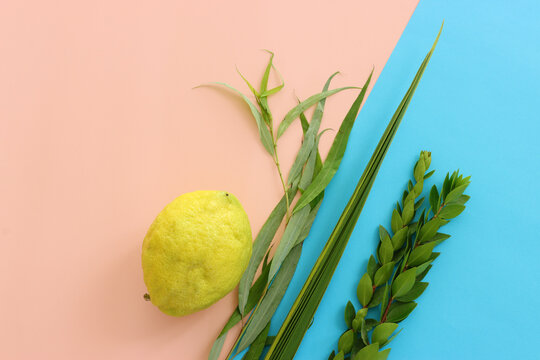 Jewish festival of Sukkot. Traditional symbols (The four species): Etrog (citron), lulav (palm branch), hadas (myrtle), arava (willow)