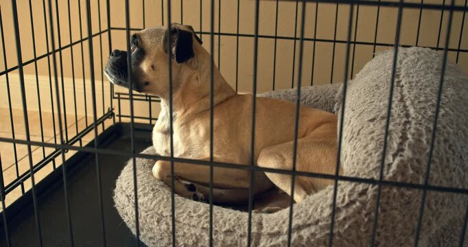 Scolded Small Dog in Cage Looking Sad