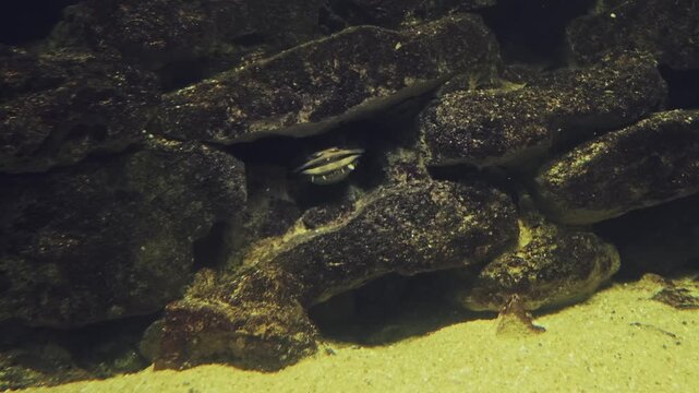 4K shot of a moray eel hiding inside a dark rock crevice, opening and closing its mouth to breathe. Mysterious close-up of predatory marine life behavior in an underwater aquarium habitat.
