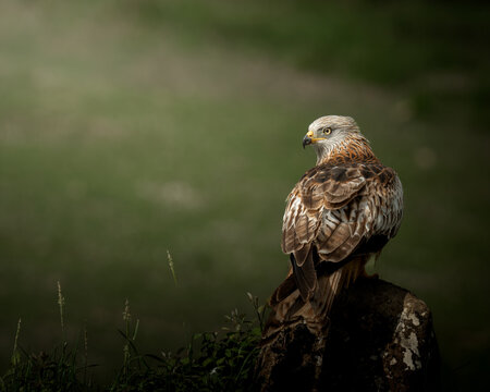 Red Kite perched on a rock with dramatic side lighting