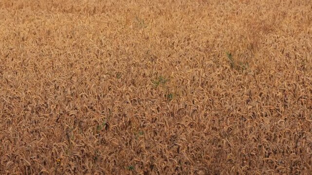 Wheat harvesting process showing golden wheat field with ripe stalks swaying gently in the breeze, capturing the essence of agricultural productivity and nature's bounty