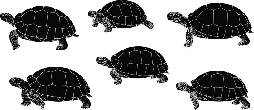 Turtle silhouette set with detailed shell pattern in different poses, black reptile animal vector illustration collection for wildlife design