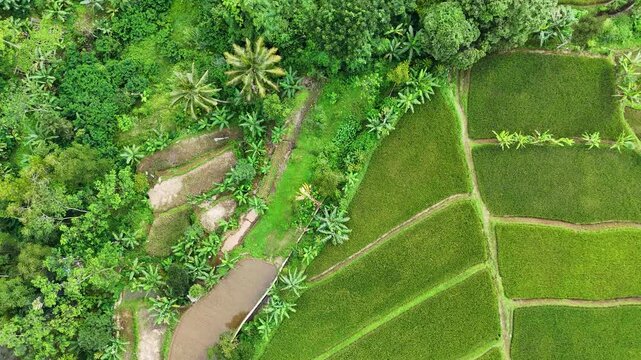 Aerial view of lush green Rice Terraces with vibrant vegetation and agricultural patterns in Sukabumi, West Java, Indonesia.
