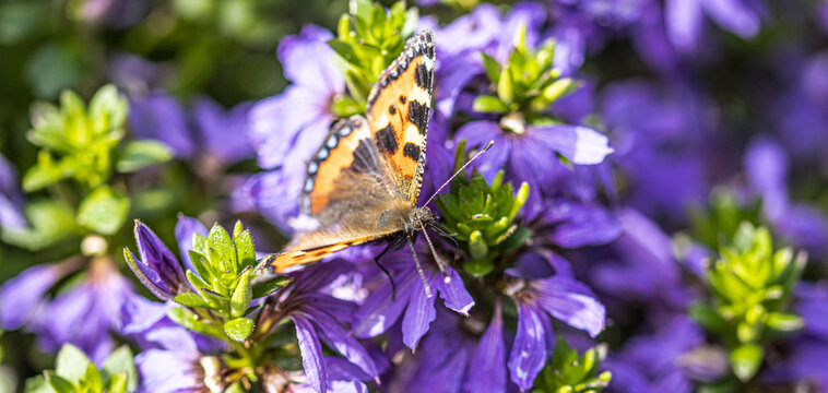 nette butterfly on a blue flower