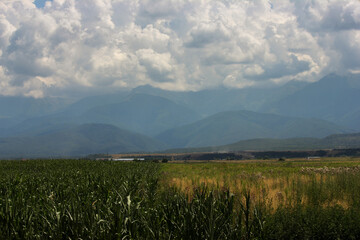 Obraz premium field of wheat with corn and clouds