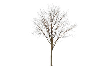 Obraz premium Bare tree with thin symmetrical branches