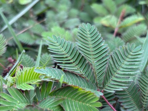 Close up macro photography of sensitive plant leaves, known as Mimosa pudica, showing unique green foliage pattern. Natural background template for botanical study and ecology concept.