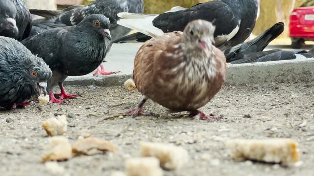 Pigeons gather to eat bread crumbs on a dusty city ground. The hungry birds peck happily in the urban environment. This lively scene brings a cheerful feeling of playful curiosity.