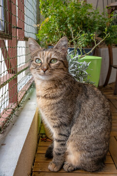 Ma&iuml;a ma petite chatte