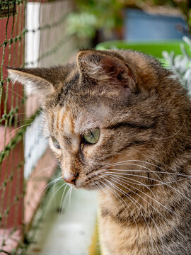 Ma&iuml;a, ma petite chatte