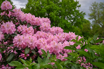 Obraz premium Cluster of vibrant pink rhododendron flowers surrounded by glossy green leaves. Blooming pink rhododendron blossoms with lush foliage in spring in the park.