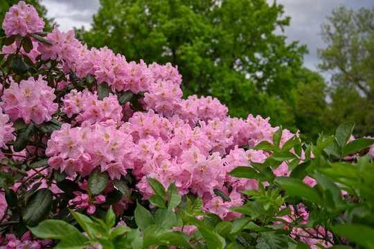 Cluster of vibrant pink rhododendron flowers surrounded by glossy green leaves. Blooming pink rhododendron blossoms with lush foliage in spring in the park.
