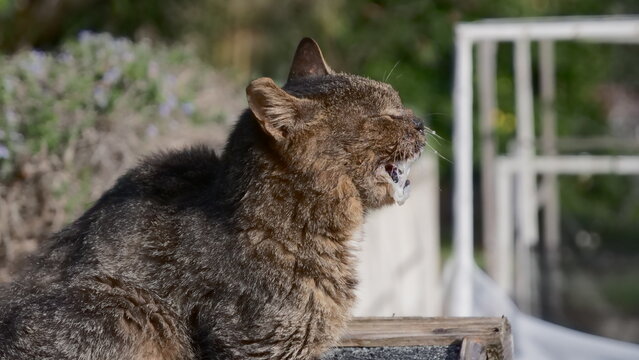 Sick Stray Cat Drooling in Profile View