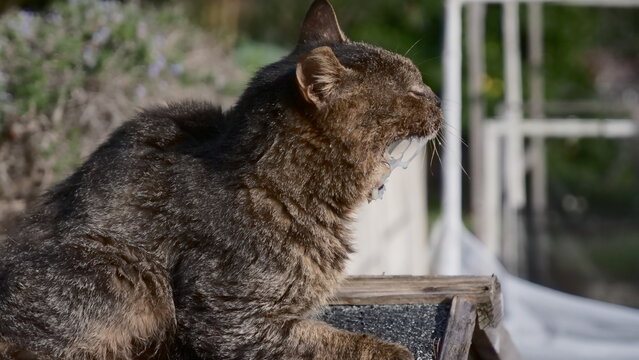 Stray Cat Showing Excessive Salivation Symptom