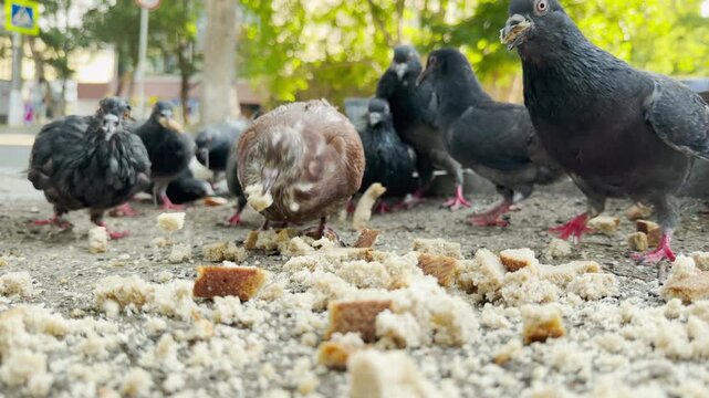Pigeons eat bread crumbs on a dusty ground outdoors. The hungry birds peck eagerly in this lively park setting. This active scene brings a cheerful feeling of playful joy.
