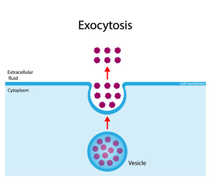 Exocytosis, cell transport, molecules are removed out of the cell. Vesicles are transported to the cellular membrane, fuses with membrane then secreted out of the cell. Vector illustration.