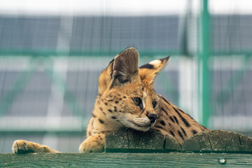 Spotted serval resting on a wooden platform in an enclosure, expressive look, large ears, African wild cat © andrei310
