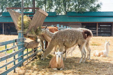 A group of llamas and alpacas eat hay from a wooden feeder on a farm © andrei310