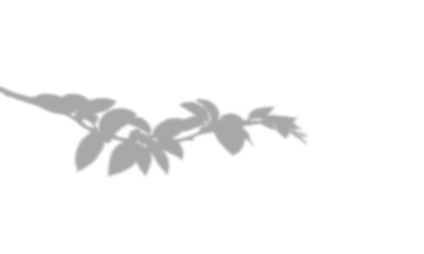 Deciduous tree branch shadow overlay effect on a as cut out PNG