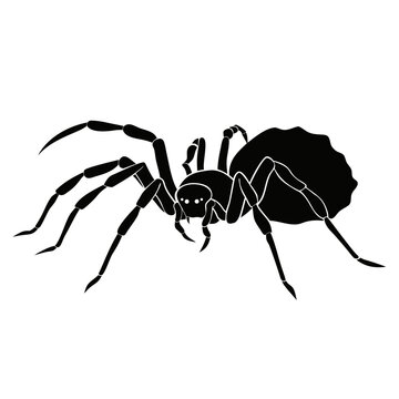 Black spider silhouette vector, creepy arachnid icon, realistic tarantula graphic, halloween insect element for spooky design