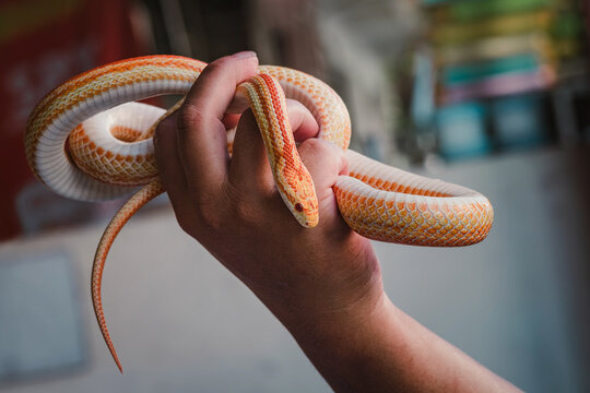 Human grabbing Orange Tessera Corn Snake using only right hand, demonstrating safe, confident close up posture and professional handling technique of non aggressive exotic pet serpent morph