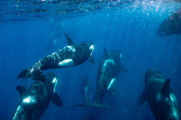 Fototapeta premium Orcas swimming in the waters off Baja California, Mexico