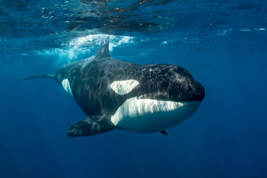 Orcas seen swimming in the waters of Baja California, Mexico