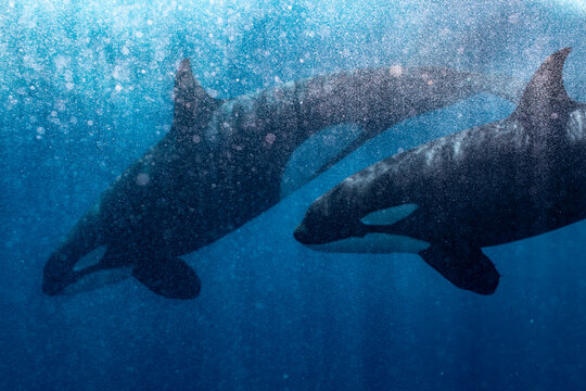 Orcas swimming in the waters of Baja California, Mexico