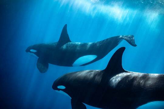 Orcas swimming in the waters of Baja California, Mexico