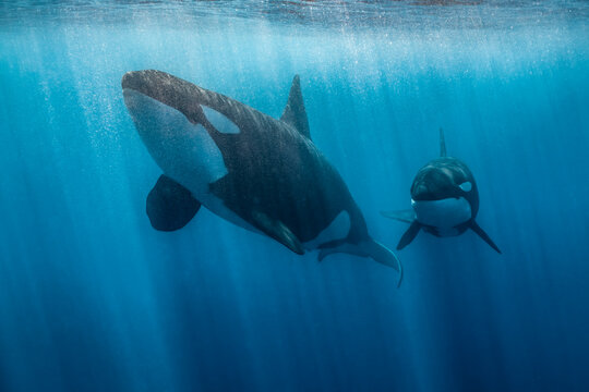 Orcas swimming in the waters of Baja California, Mexico
