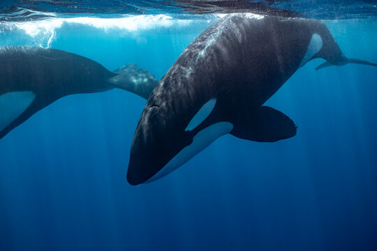 Orcas swimming in the waters of Baja California, Mexico