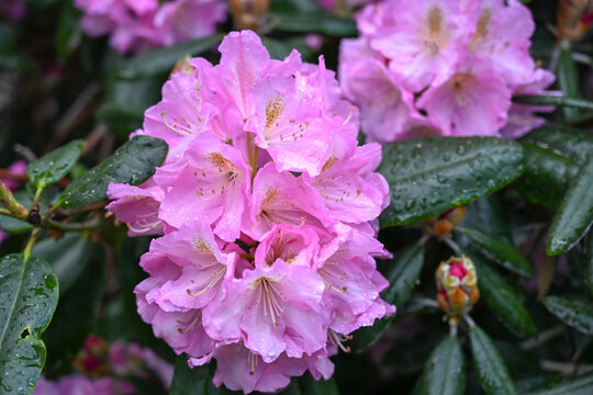 Cluster of vibrant pink rhododendron flowers surrounded by glossy green leaves. Blooming pink rhododendron blossoms with lush foliage in spring in the park.