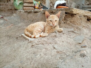 Ginger cat lying on sandy ground near brick wall © Dipak