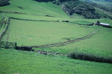 Fotobehang Olijf pinnetta, a green rural landscape with rolling hills, divided by low stone walls and a wooden gate, featuring a small conical stone hut in the upper right corner. Osilo, Sardinia, Italy  © antasfoto
